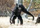 動物図鑑・フクロテナガザル 3